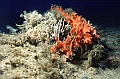 14 Pentapora fascialis